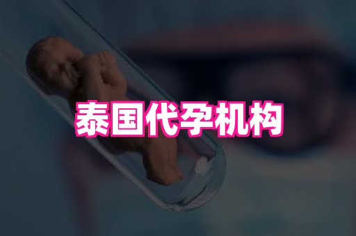 swisee孕网 3